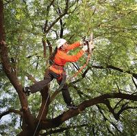 Valley Tree Care Inc image 4